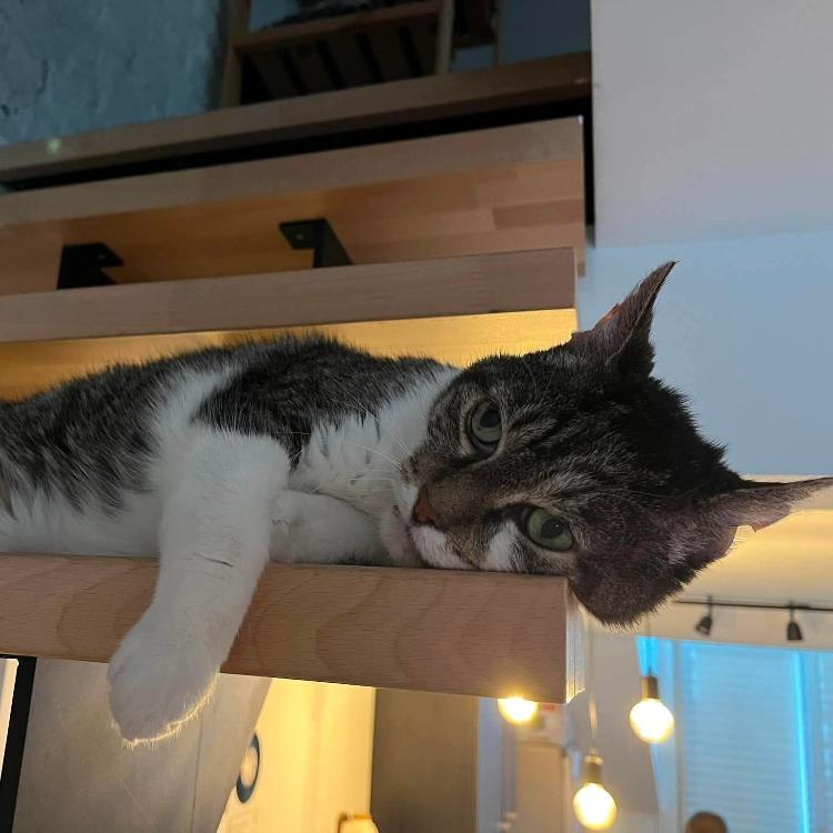 Photo de Buzz